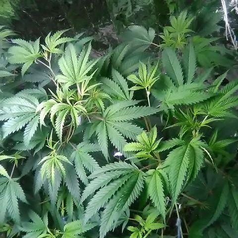 Grape growlog timeline photo