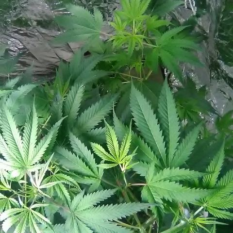 Grape growlog timeline photo