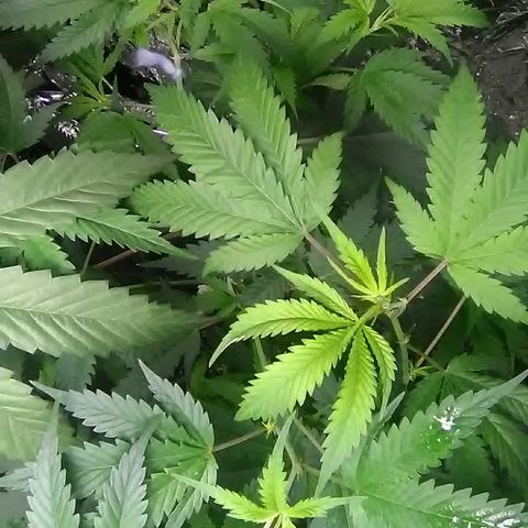 Grape growlog timeline photo