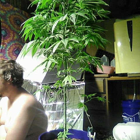 Grape growlog timeline photo