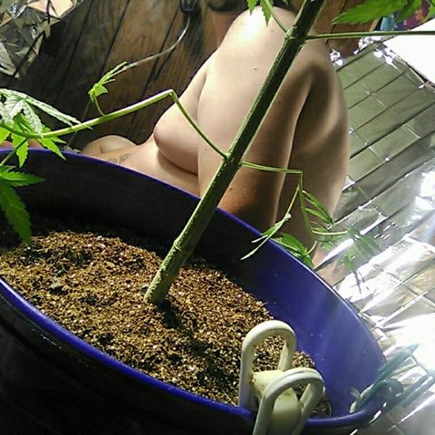 Grape growlog timeline photo