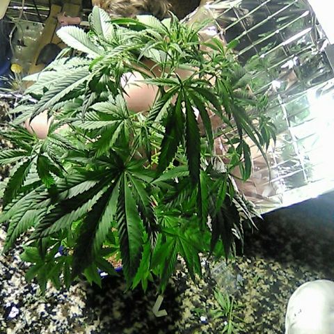 Grape growlog timeline photo