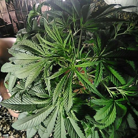 Grape growlog timeline photo