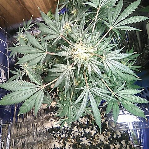 Unknown strain #1 growlog timeline photo