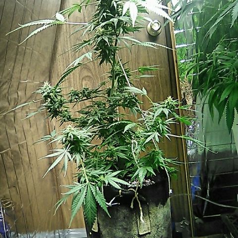 Unknown strain #1 growlog timeline photo
