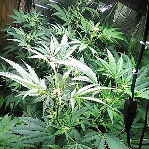 Grape growlog timeline photo
