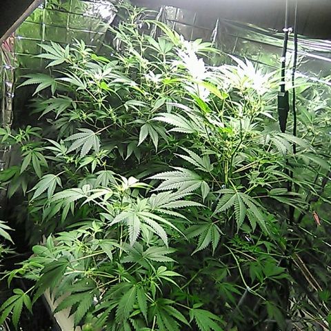 Grape growlog timeline photo