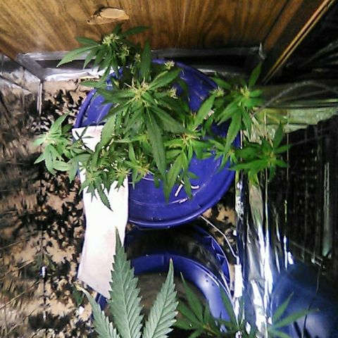 Clipping number 2 from dad  growlog timeline photo