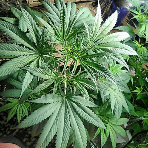 Grape growlog timeline photo