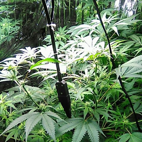 Grape growlog timeline photo