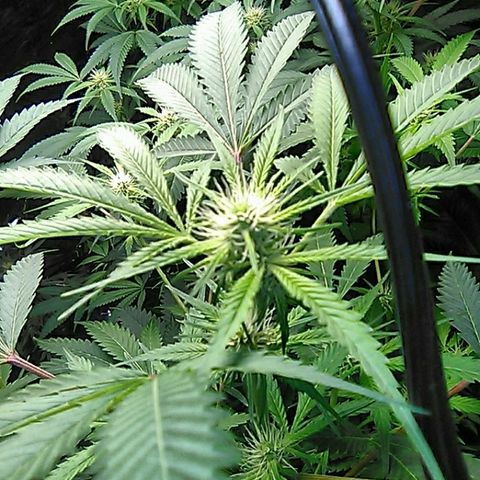 Grape growlog timeline photo