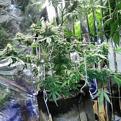 Unknown strain #1 growlog timeline photo