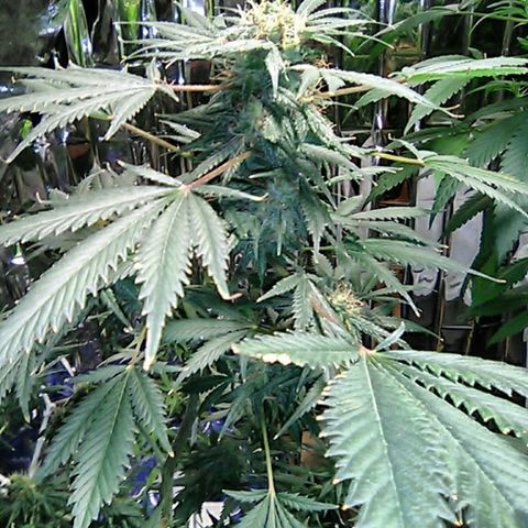 Unknown strain #1 growlog timeline photo