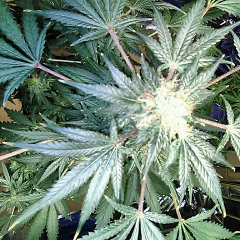 Unknown strain #1 growlog timeline photo