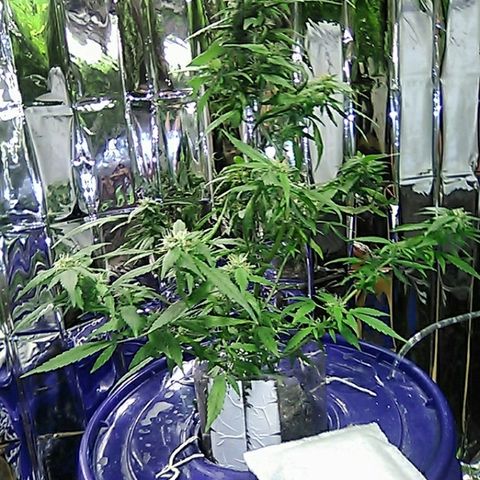 Clipping number 2 from dad  growlog timeline photo