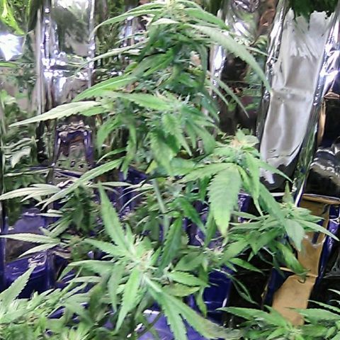 Clipping number 2 from dad  growlog timeline photo