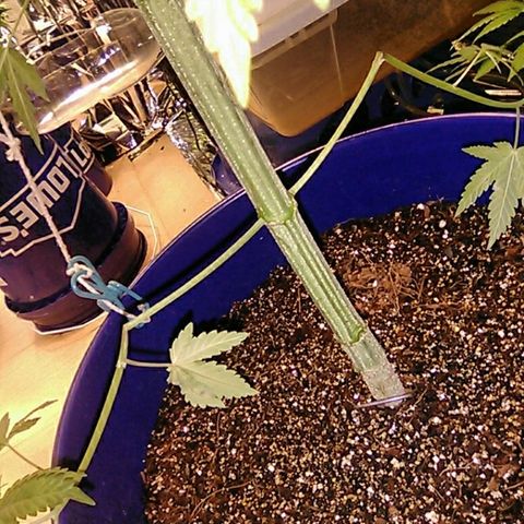 Grape growlog timeline photo
