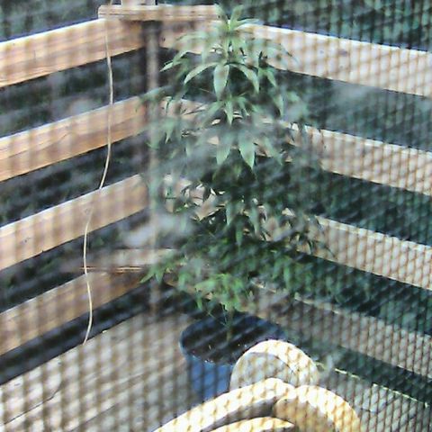 Glueberry #1 male growlog photo: Put her outside to give a little bit of sun