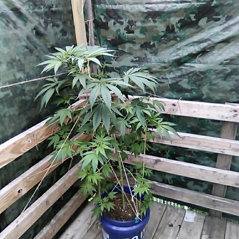 Grape growlog timeline photo
