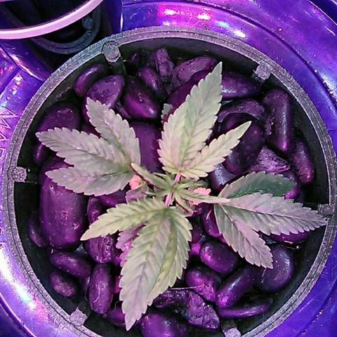 Blueberry growlog timeline photo