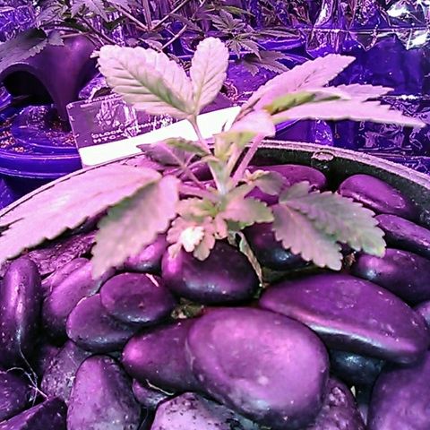 Blueberry growlog timeline photo