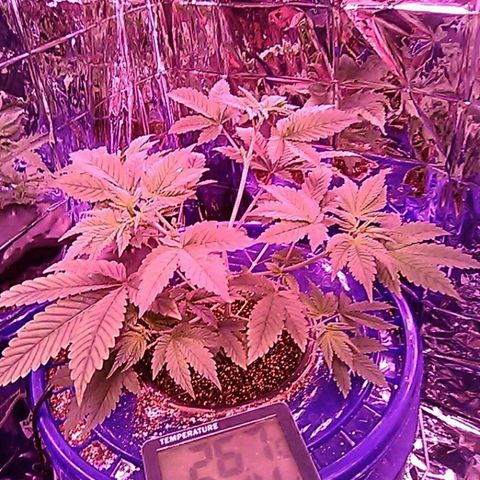 Lemon Kush growlog photo: After the first top. 
