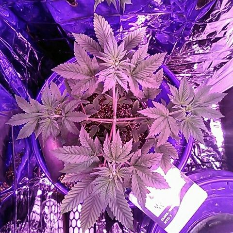 Lemon Kush growlog timeline photo