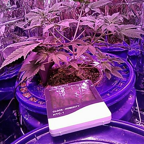 Lemon Kush growlog timeline photo