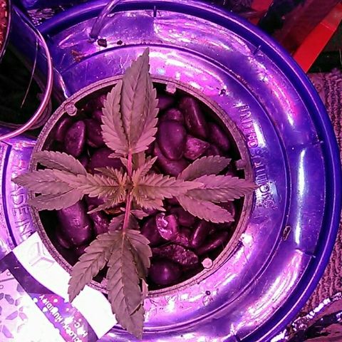 Blueberry growlog timeline photo