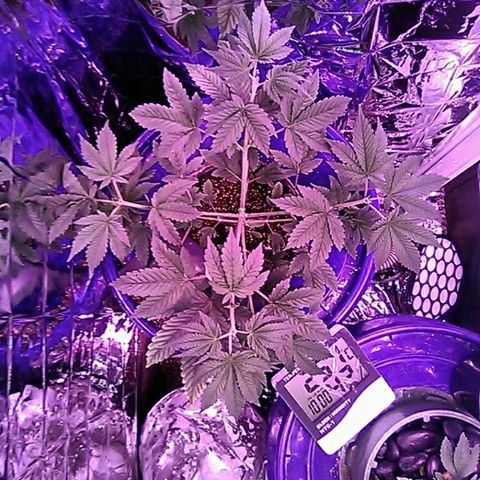 Lemon Kush growlog timeline photo