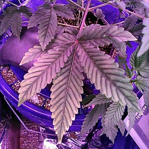 Lemon Kush growlog timeline photo