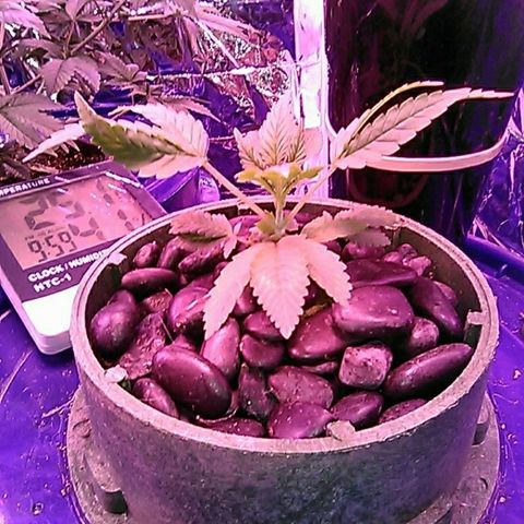 Blueberry growlog timeline photo
