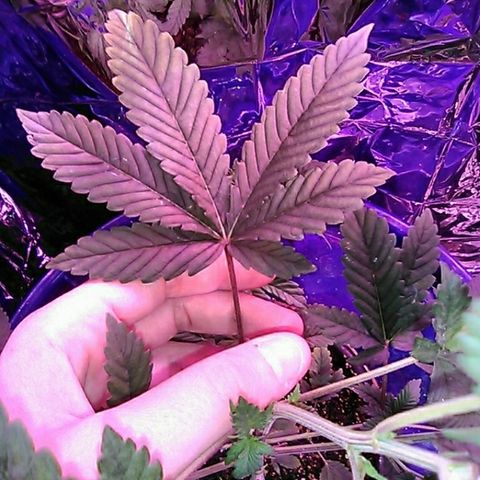 Lemon Kush growlog timeline photo