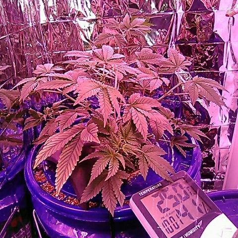 Lemon Kush growlog timeline photo