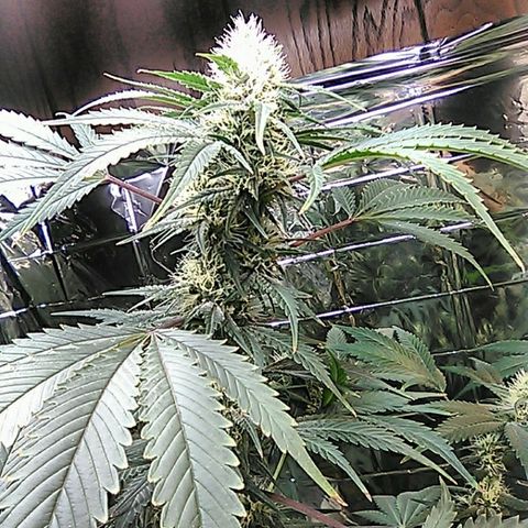 Grape growlog timeline photo