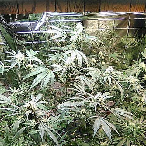 Grape growlog timeline photo