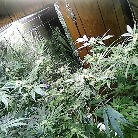 Grape growlog timeline photo