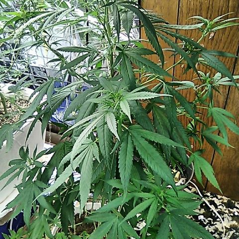Grape growlog timeline photo
