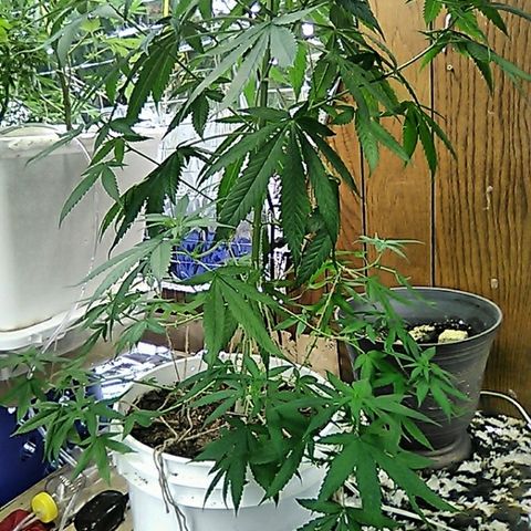 Grape growlog timeline photo