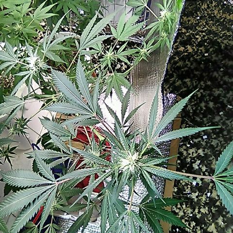 Grape growlog timeline photo
