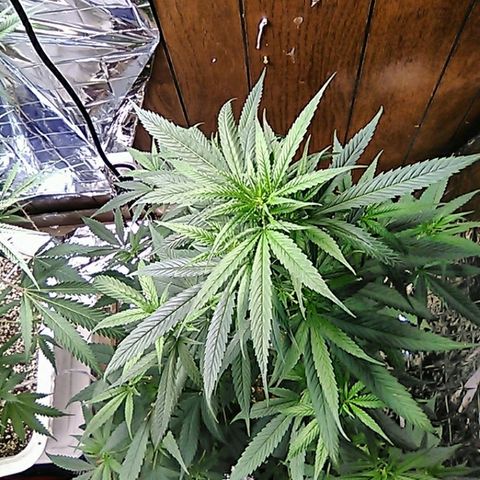 Grape growlog timeline photo