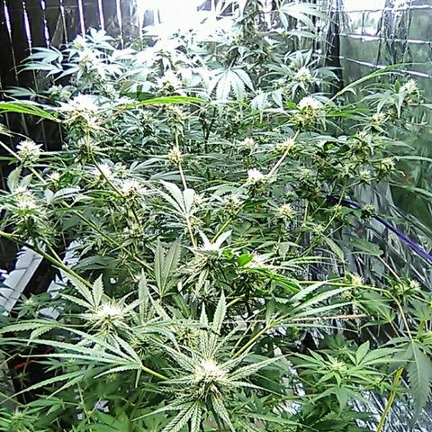Grape growlog timeline photo