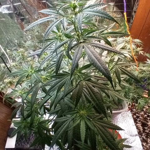 Grape growlog timeline photo