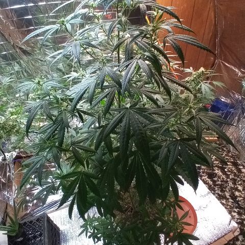 Grape growlog timeline photo