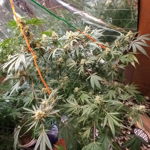 Grape growlog timeline photo