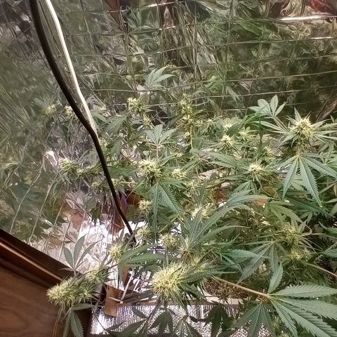 Grape growlog timeline photo
