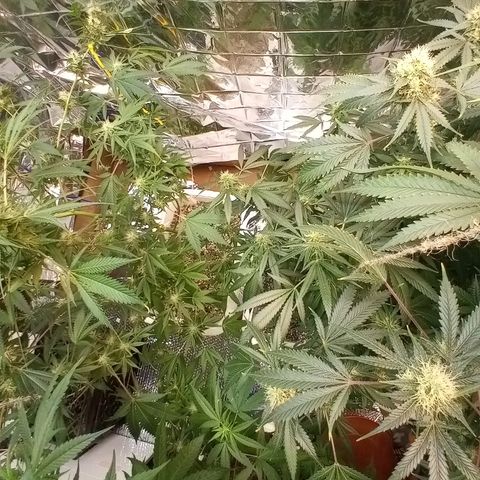 Grape growlog timeline photo