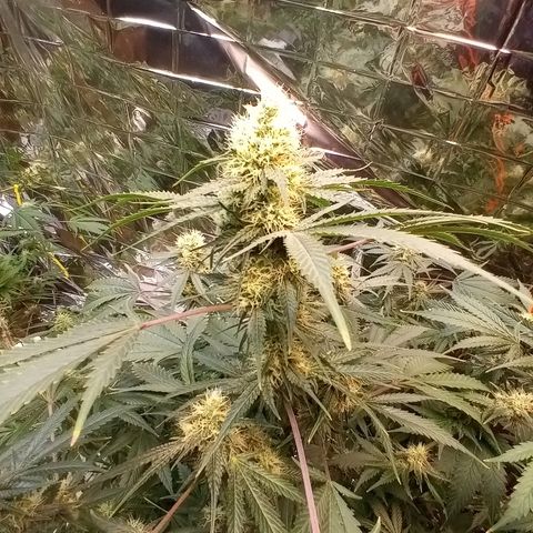 Grape growlog timeline photo