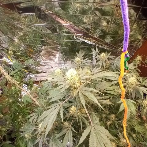 Grape growlog timeline photo