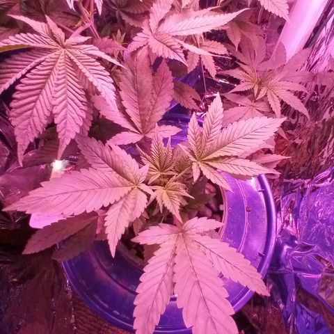 Blueberry growlog timeline photo